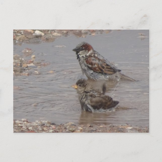 Cute Bathing Sparrows DIY Postcard (Front)