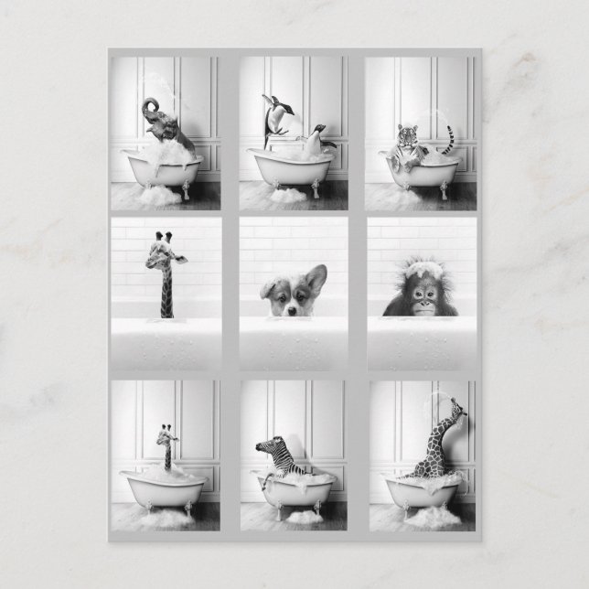 Cute Bathroom Animals in Bathtub  Postcard (Front)