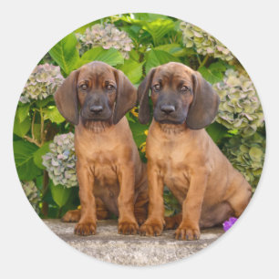 Cute Bavarian Mountain Hound Puppies with Flowers Classic Round Sticker