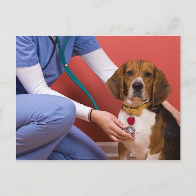 Cute Beagle Dog Getting a Veterinary Checkup Postcard (Front)