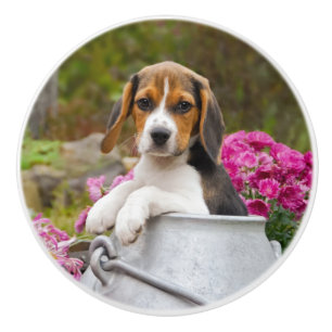 Cute Beagle Dog Puppy in a Milk Churn - Decorative Ceramic Knob