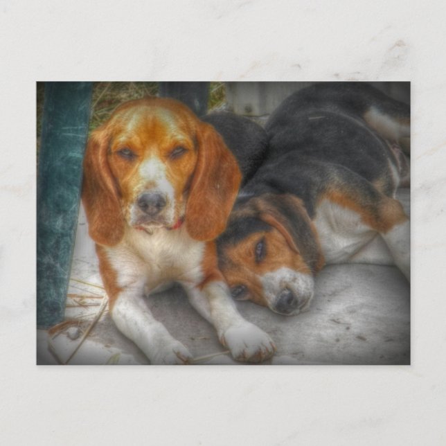 Cute Beagle Dogs Postcard (Front)