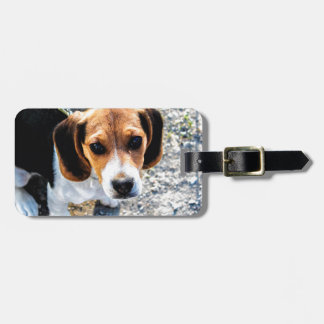 Cute Beagle Luggage Tag