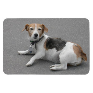 Cute Beagle Mongrel Magnet