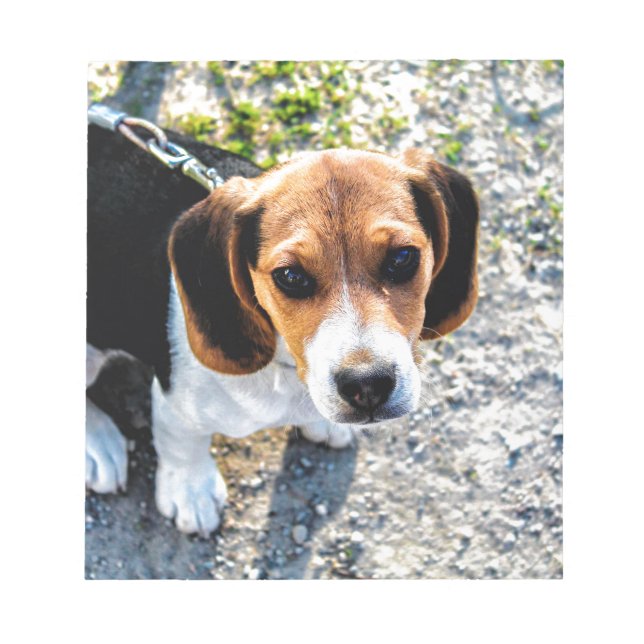 Cute Beagle Notepad (Front)