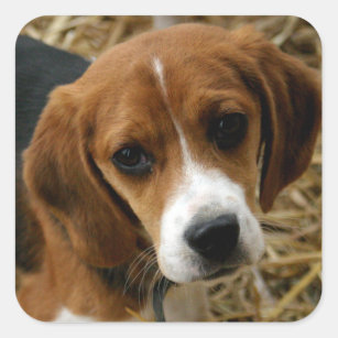 Cute Beagle Puppy Dog Greeting Stickers