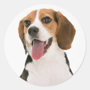 Cute Beagle Puppy Dog Lover Classic Round Sticker