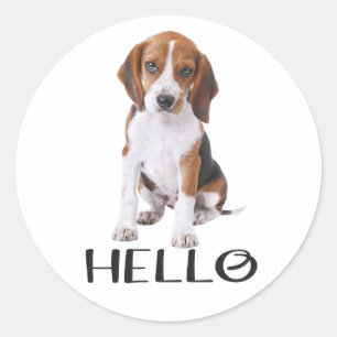 Cute Beagle Puppy Dog Lover Hello Thinking of You Classic Round Sticker