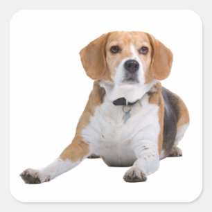 Cute Beagle Puppy Dog Lover Square Sticker
