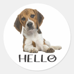 Cute Beagle Puppy Hello Thinking of You Friendship Classic Round Sticker