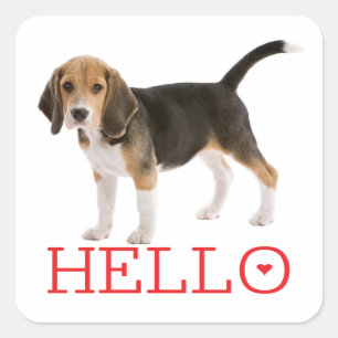 Cute Beagle Puppy Hello Thinking of You Friendship Square Sticker