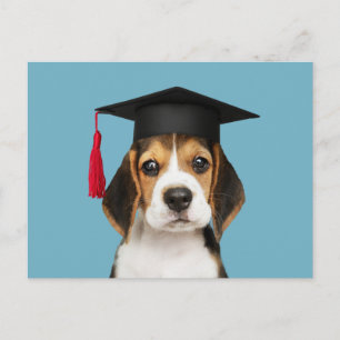 Cute beagle puppy in a graduation cap postcard