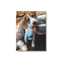 Cute Beagle Puppy with furry blanket canvas print