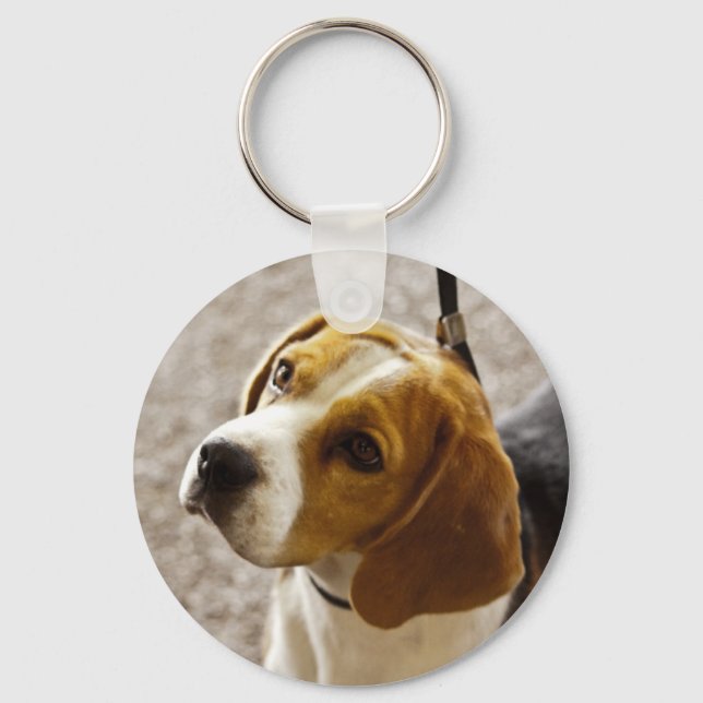 Cute Beagle waiting for treats! Key Ring (Front)