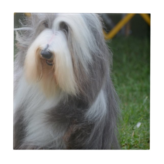 Cute Bearded Collie Tile (Front)