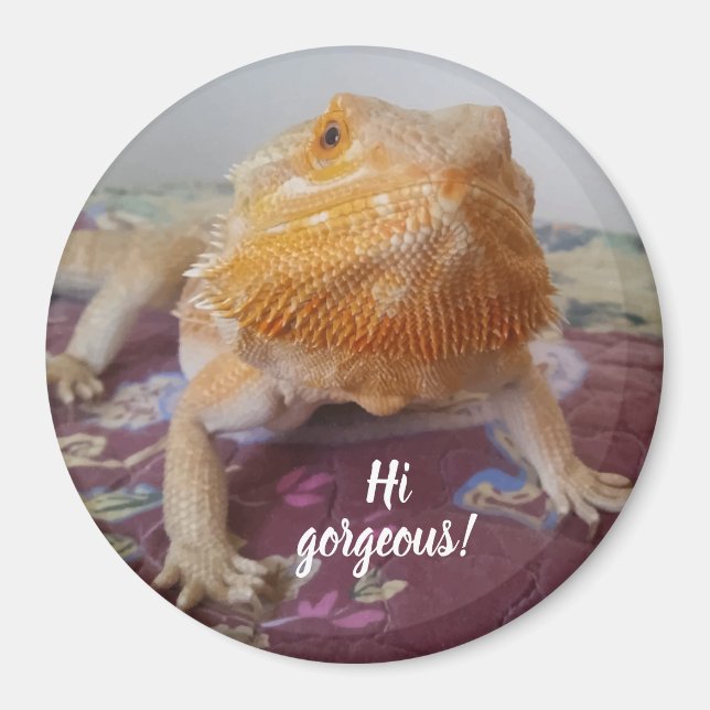 Cute Bearded Dragon Picture Magnet (Front)