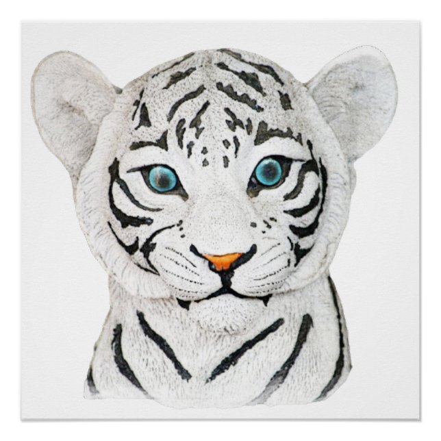 Cute Beautiful White Tiger With Blue Eyes Poster (Front)