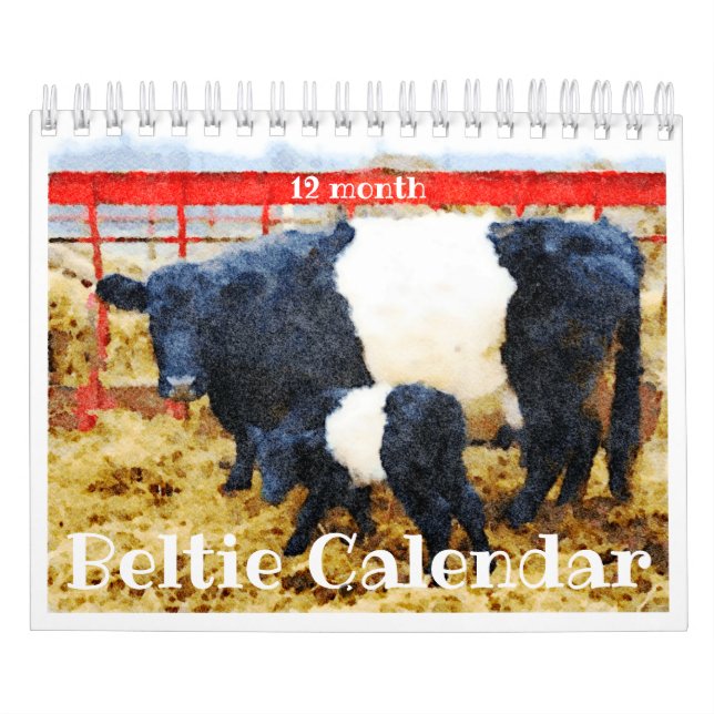Cute Belted Galloway Beltie Striped Cow Calendar (Cover)