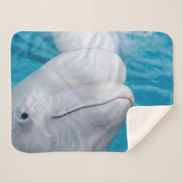 Cute Beluga Whale Sea Animal Sherpa Blanket (Front (Horizontal))