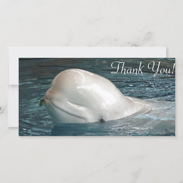 Cute Beluga whale Sticks Face Out of Pool Thank You Card (Front)