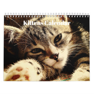 Cute Bengal Kittens 2026 Calendar