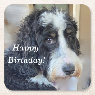 Cute Bernedoodle Square Paper Coaster