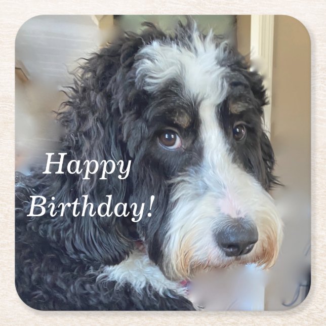 Cute Bernedoodle Square Paper Coaster (Front)