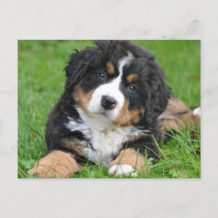 Cute Bernese Mountain Dog Puppy Postcard