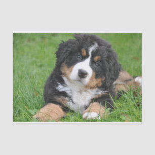 Cute Bernese Mountain Dog Puppy Tissue Paper