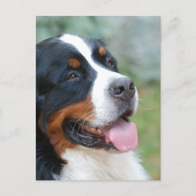 Cute Bernese Postcard (Front)