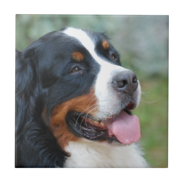 Cute Bernese Tile (Front)