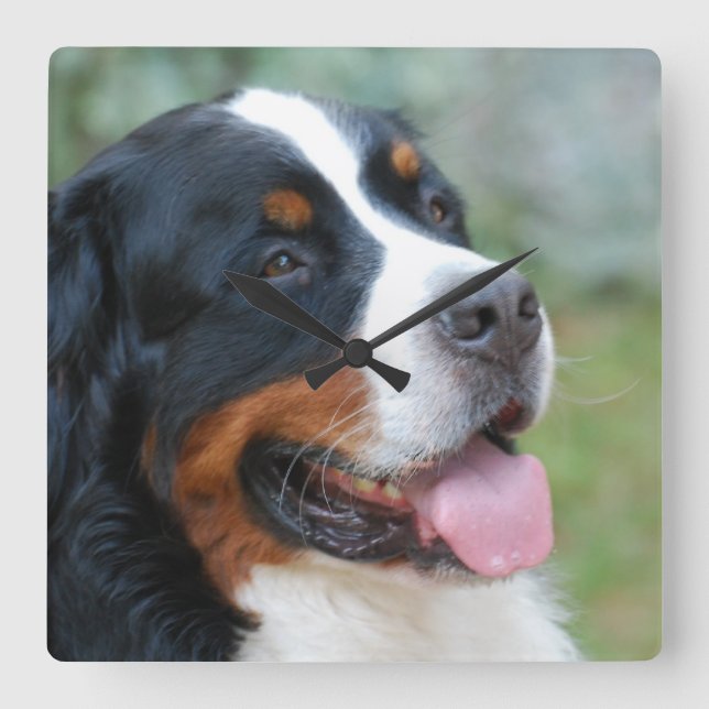 Cute Bernese Wall Clock (Front)