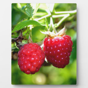 Cute berry photo Raspberries blackberries fruit Plaque
