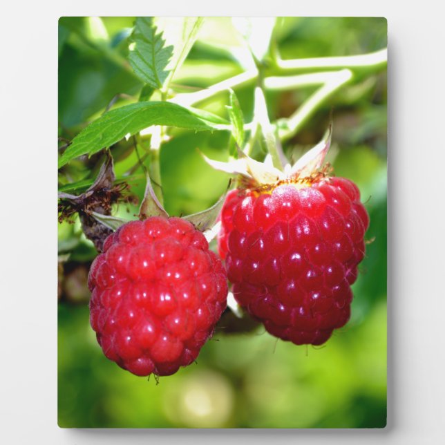 Cute berry photo Raspberries blackberries fruit Plaque (Front)