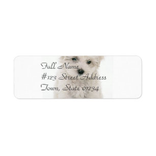 Cute Bichon Frise Mailing Label