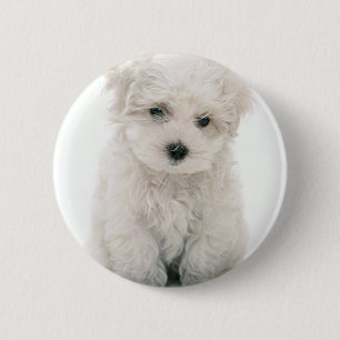Cute Bichon Frise Round Button