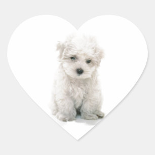Cute Bichon Frise Stickers