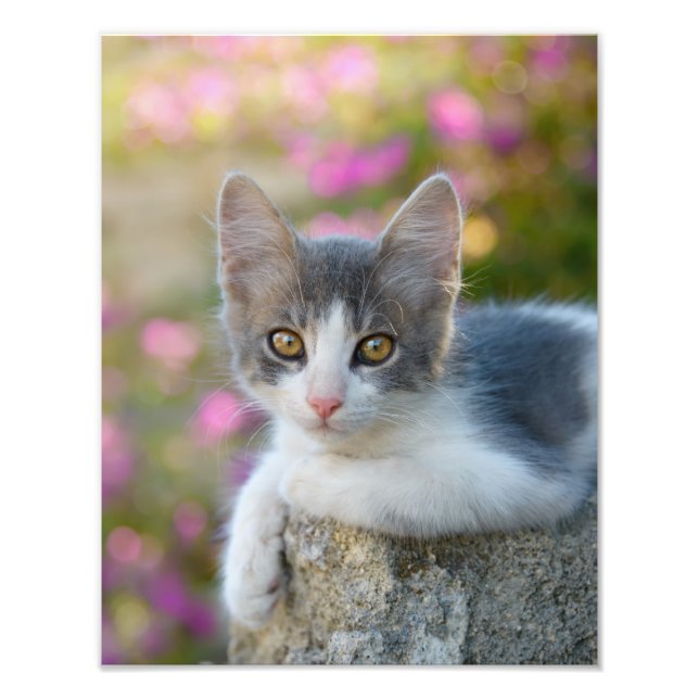 Cute Bicolor Cat Kitten Pink Flowers - Paperprint Photo Print (Front)