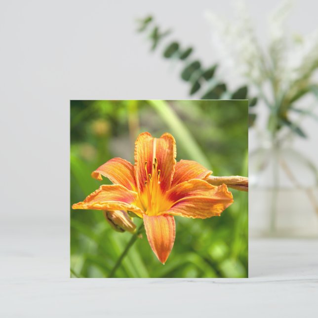 Cute big Lily flower photo (Standing Front)
