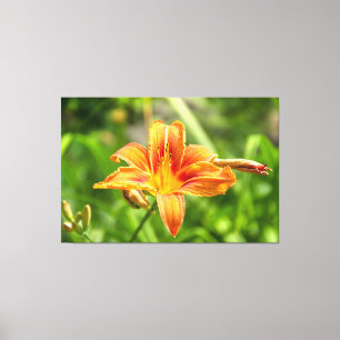 Cute big Lily flower photo Canvas Print