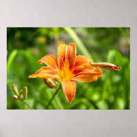 Cute big Lily flower photo