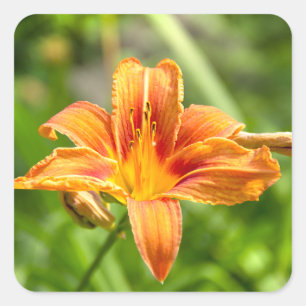 Cute big Lily flower photo Square Sticker