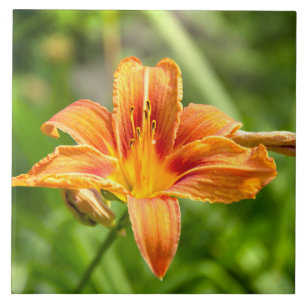 Cute big Lily flower photo Tile
