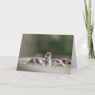 Cute Bird Nature Photo Card