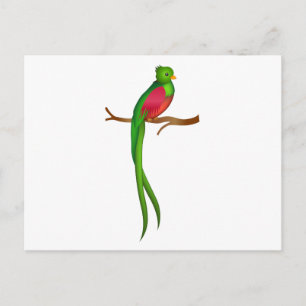 Cute bird Quetzal Postcard