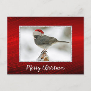Cute Bird Santa Cap Photo Christmas Postcard