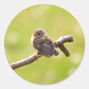 Cute bird singing happily in a summer day classic round sticker