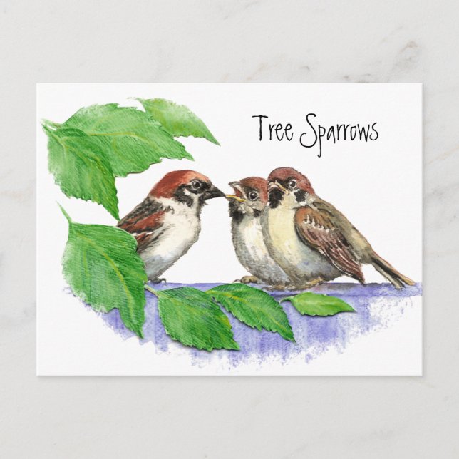 Cute Bird, Sparrow Family Postcard (Front)