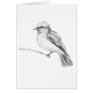 Cute Bird that catches everyone's attention.