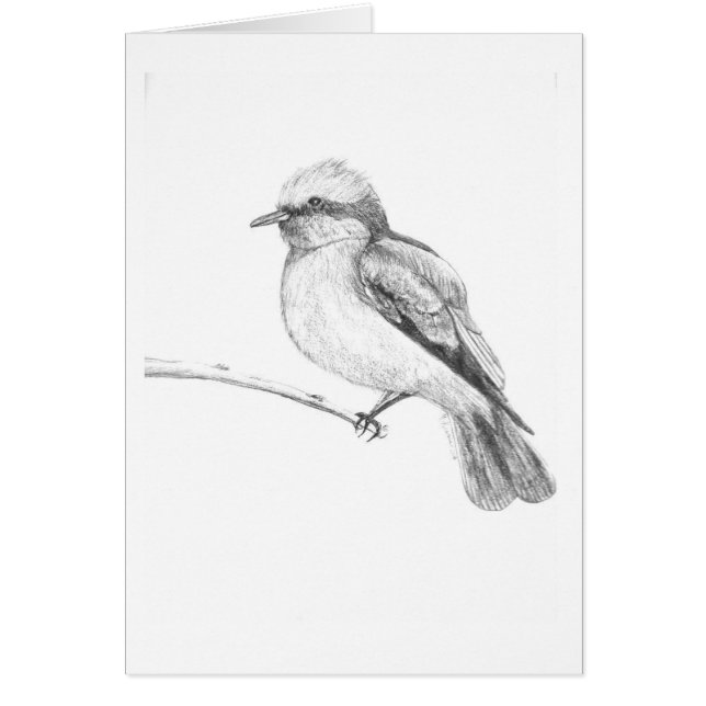 Cute Bird that catches everyone's attention. (Front)